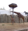 Giraffes